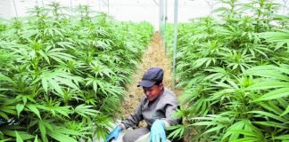 Colombianos urgen regulación para el uso del cannabis en adultos