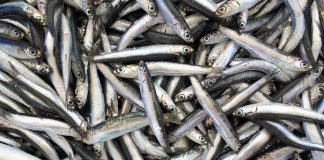 Miles de sardinas aparecieron muertas en una playa australiana