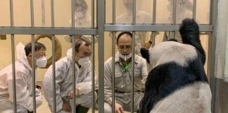 El oso panda enfermo que acercó a China y Taiwán