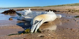 Perú reporta la muerte de 13 mil aves silvestres por influenza aviar
