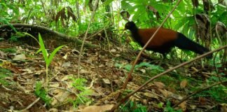 Redescubrieron un ave que se creía extinta hace 140 años