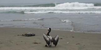 Conoce cómo afecta a los humanos la gripe aviar