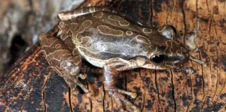 Científicos tras la pista de una diminuta rana en Galápagos