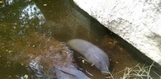 Caza ilegal de manatíes genera preocupación en Delta Amacuro