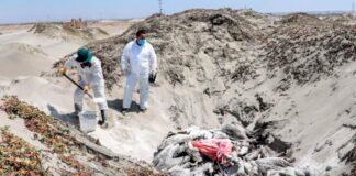 Autoridades peruanas recomiendan restringir acceso a playas ante gripe aviar