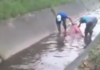 Viral | Aparece gran cantidad de peces tilapia en canal central de Maracay