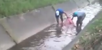Viral | Aparece gran cantidad de peces tilapia en canal central de Maracay