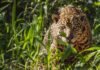 Ambientalistas buscan reintroducir el jaguar en EEUU