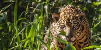 Ambientalistas buscan reintroducir el jaguar en EEUU