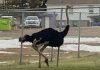 Avestruces invadieron las calles de una ciudad canadiense