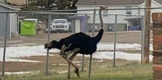 Avestruces invadieron las calles de una ciudad canadiense