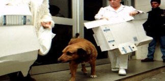 El perro que esperó 12 años a su dueño en un hospital