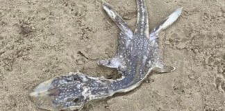 La misteriosa criatura marina hallada en las costas de Reino Unido