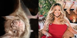 Murciélagos superan en gama de sonidos a Mariah Carey, según estudio
