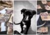 Perros destrozan los ahorros de su dueña