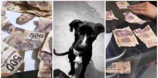 Perros destrozan los ahorros de su dueña