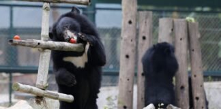 Oso escapó de zoológico de Florida, hirió a un cuidador y murió