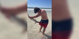 +VIDEO | Tremendo susto el de un joven con un tiburón martillo