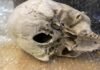 Descubren una calavera humana en un envío postal de Argentina