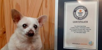 Spike, el perro más viejo del mundo