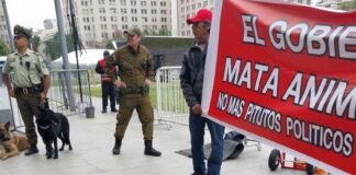 Con león muerto, protestan frente al Palacio de La Moneda en Chile