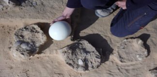 Hallan huevos de avestruz de hace más de 4.000 años en Israel