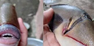 Un buzo fue mordido por un pez «con dientes humanos»