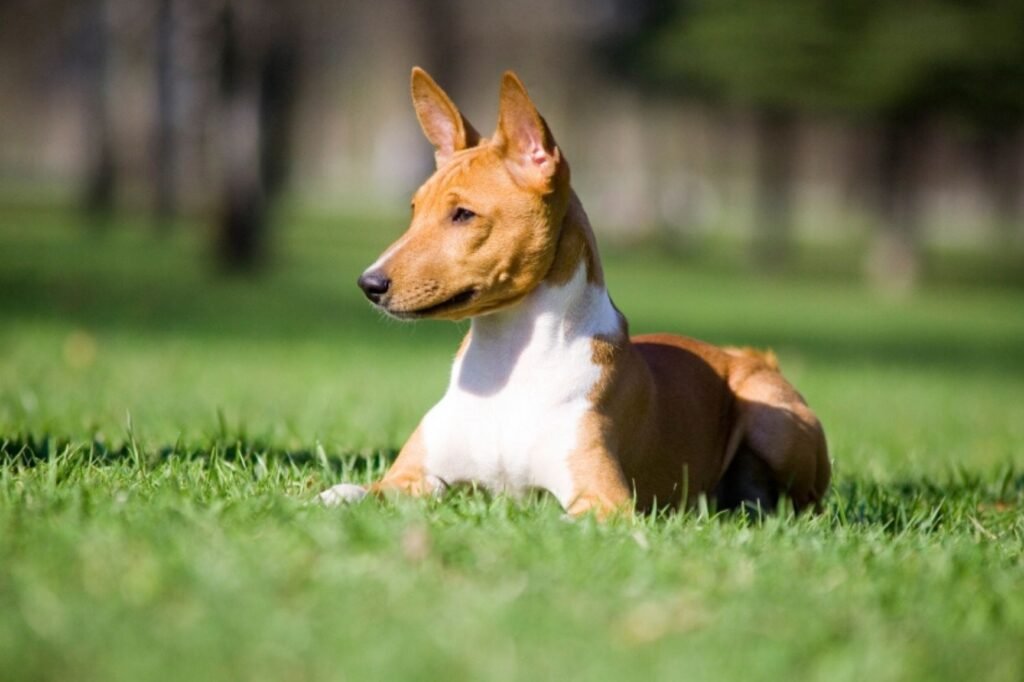 Basenji, la raza de perros que no ladra - thefreedompost.net