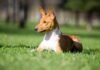 Basenji: la raza de perros que no ladra