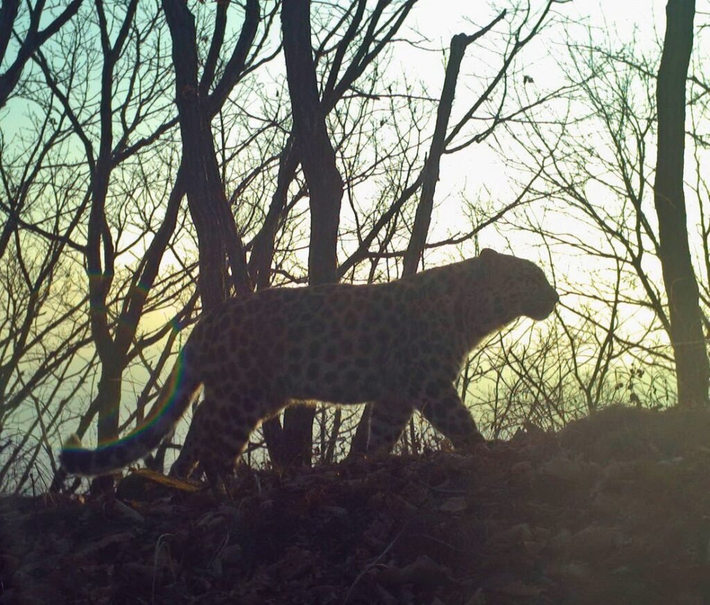 Conozcan a Martín Fierro el leopardo de un zoo ruso protegido por el papa Francisco - thefreedompost.net