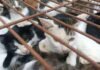 Vietnam | Descubren 2.000 gatos muertos usados para remedios
