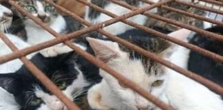 Vietnam | Descubren 2.000 gatos muertos usados para remedios