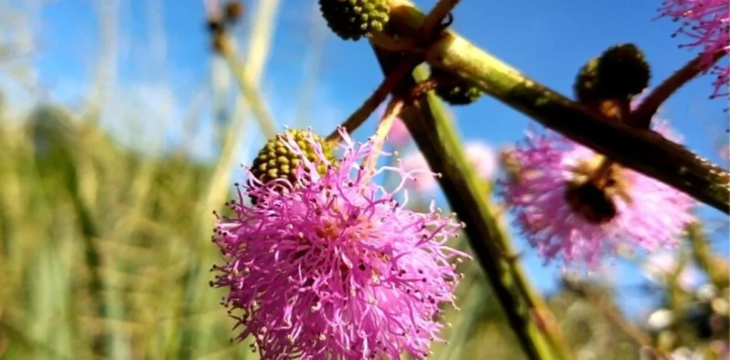 Hallan una nueva especie de flor rara en el mundo - thefreedompost.net