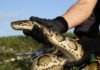 Hombre decapitó de un mordisco a su serpiente de mascota Hombre decapitó de un mordisco a su serpiente de mascota - thefreedompost.net
