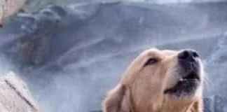 Perro rescatista no fue fotografiado tras el sismo en Turquía; las fotos circulan desde 2018