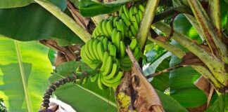 Nueva desgracia en el campo venezolano: declara emergencia fitosanitaria por hongos en cosechas de plátano y cambur