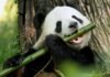 ¿Por qué los pandas al ser carnívoros comen solo bambú? Por qué los pandas al ser carnívoros comen solo bambú - thefreedompost.net