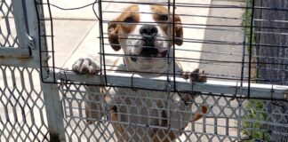 Vuelve la Rabia a México: Animales han contagiado a humanos