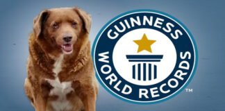 El perro más viejo del mundo se llama Bobi y tiene 30 años