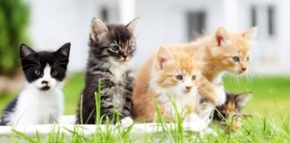 Conoce el poder de los gatos en la economía japonesa Conoce el poder de los gatos en la economía japonesa - thefreedompost.net