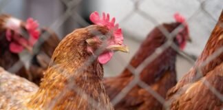 Descartan casos de gripe aviar en Venezuela Descartan casos de gripe aviar en Venezuela - thefreedompost.net