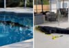 Encontró un caimán de más de 3 metros en su piscina Encontró un caimán de más de 3 metros en su piscina - thefreedompost.net