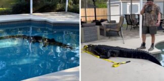 Encontró un caimán de más de 3 metros en su piscina Encontró un caimán de más de 3 metros en su piscina - thefreedompost.net