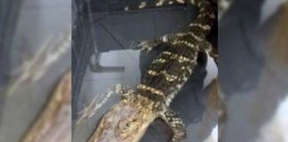 Encuentran un caimán de un metro en un parque de Filadelfia Encuentran un caimán de un metro en un parque de Filadelfia - thefreedompost.net