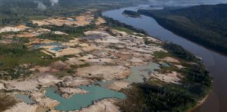 Venezuela perdió 108.290 hectáreas anuales de bosques desde 2015