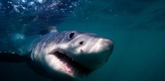 Fue tragado por un tiburón y vivió para contarlo Fue tragado por un tiburón y vivió para contarlo - thefreedompost.net