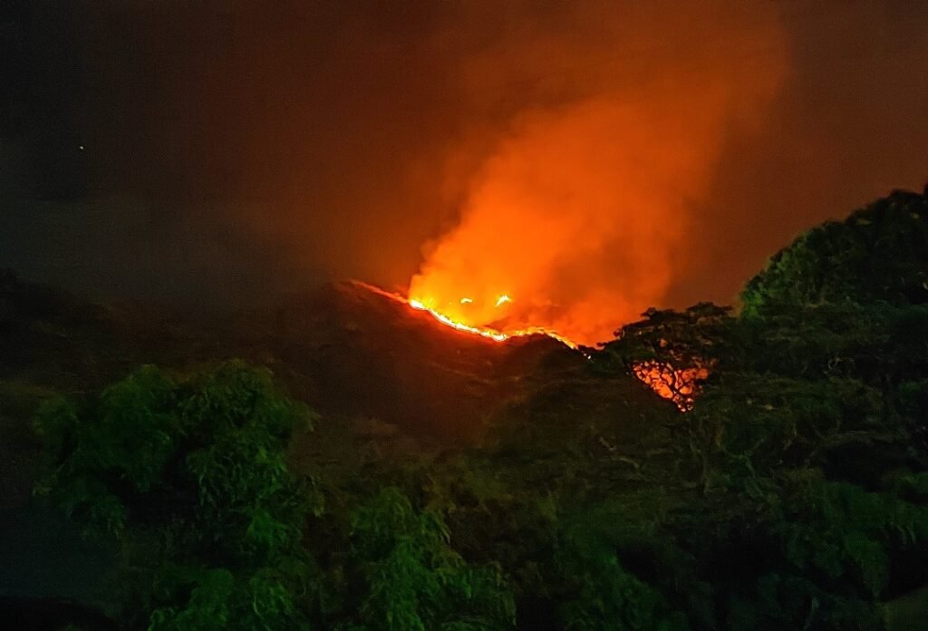 Se necesitan más de 10 millones de árboles para recuperar áreas quemadas del parque nacional Henri Pittier - thefreedompost.net