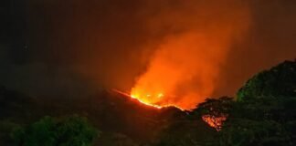 Se necesitan más de 10 millones de árboles para recuperar áreas quemadas del parque nacional Henri Pittier Se necesitan más de 10 millones de árboles para recuperar áreas quemadas del parque nacional Henri Pittier - thefreedompost.net