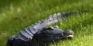 VIDEO: Un caimán de 3 metros se pavonea en una lujosa comunidad de Florida Un caimán de 3 metros se pavonea en una lujosa comunidad de Florida - thefreedompost.net