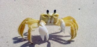 Un cangrejo impide el aterrizaje de un avión en Brasil Un cangrejo impide el aterrizaje de un avión en Brasil - thefreedompost.net